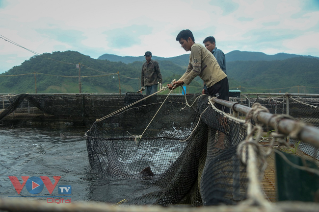 Cận cảnh trại cá tầm 100 tỷ đồng trên lòng hồ thủy điện Sơn La - Ảnh 6.