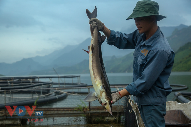 Cận cảnh trại cá tầm 100 tỷ đồng trên lòng hồ thủy điện Sơn La - Ảnh 7.