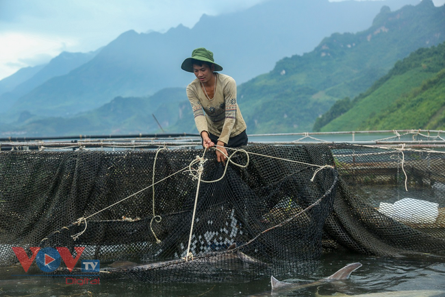 Cận cảnh trại cá tầm 100 tỷ đồng trên lòng hồ thủy điện Sơn La - Ảnh 8.