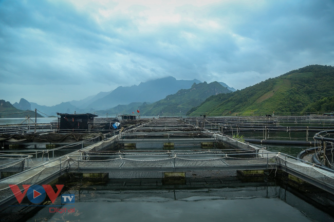 Cận cảnh trại cá tầm 100 tỷ đồng trên lòng hồ thủy điện Sơn La - Ảnh 10.