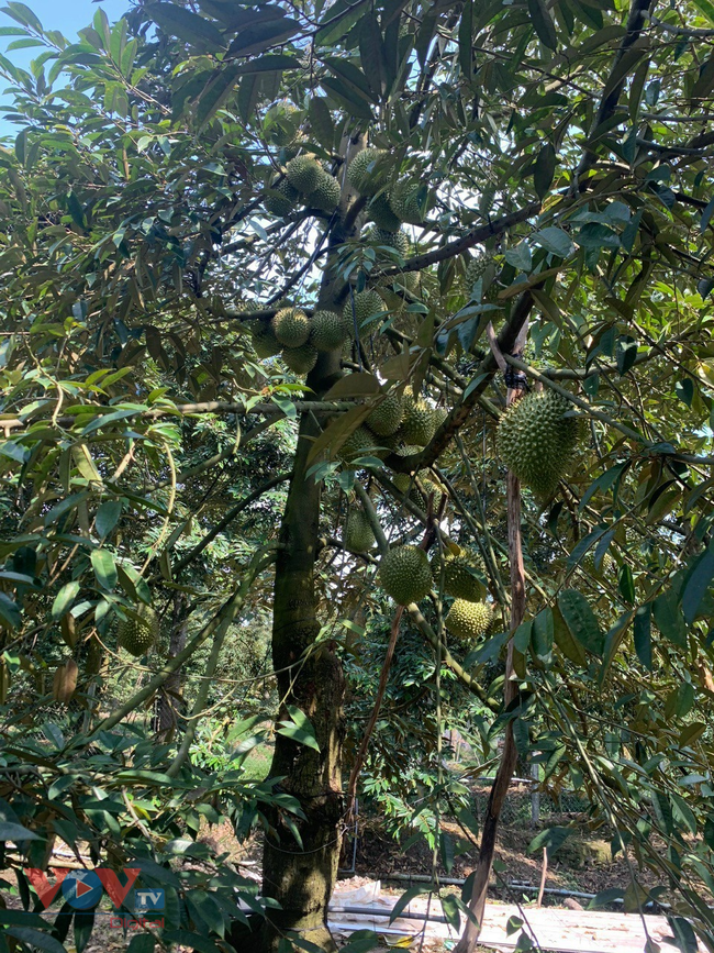 Những cây sầu riêng hiếm hoi có trái  sau đợt khô hạn, bán giá rất cao