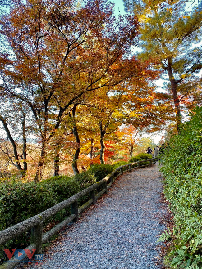 Khám phá mùa thu Nhật Bản - Ảnh 2.