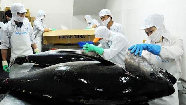 Xuất khẩu cá ngừ sang Ý tăng kỷ lục - Ảnh 2.