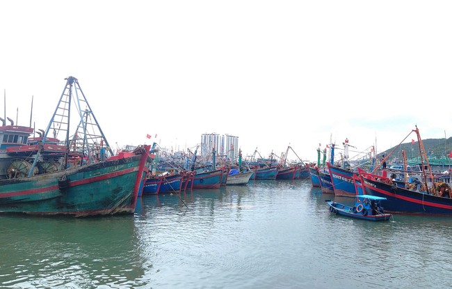 Tàu cá các tỉnh Nam Trung bộ vào neo đậu tránh bão số 12 tại cảng Hòn Rớ Nha Trang