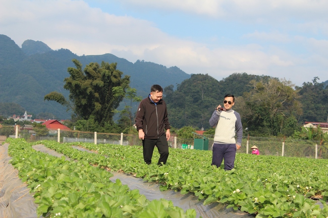 Lên Mộc Châu trải nghiệm với vườn dâu tây Maburu Farm - Ảnh 2.