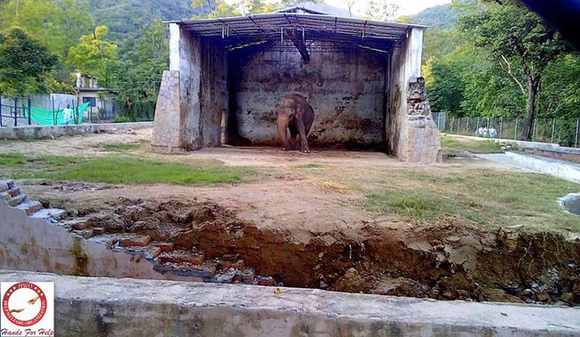 Chú voi cô đơn nhất thế giới đến nhà mới ở Campuchia - Ảnh 6.