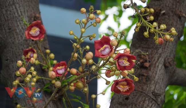 Ngọc kỳ lân - loài cây hoa đẹp thường nhầm với cây Sala   - Ảnh 1.