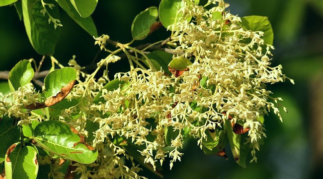 Ngọc kỳ lân - loài cây hoa đẹp thường nhầm với cây Sala   - Ảnh 5.