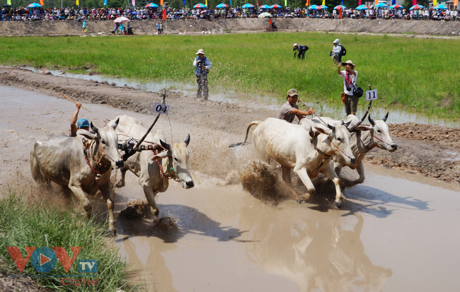 Nhớ hoài lễ hội đua bò Bảy Núi An Giang - Ảnh 5.