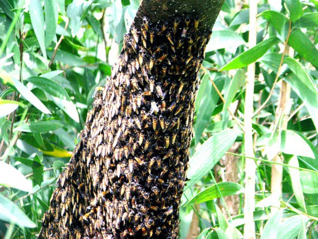 Về U Minh Hạ thưởng thức &quot;đệ nhất đặc sản&quot; nhộng ong hấp lá bầu - Ảnh 1.