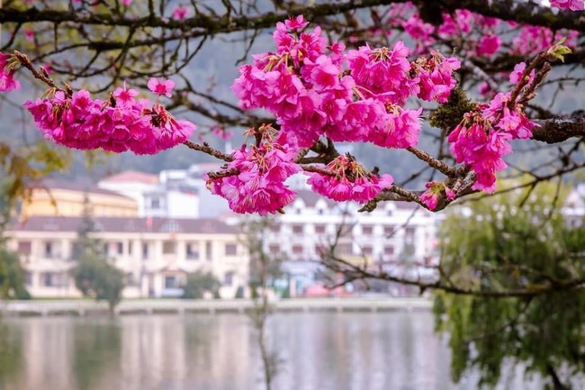 Mùa hoa anh đảo Nhật Bản bắt đầu nở rộ trên những con phố cổ ở thị trấn Sa Pa
