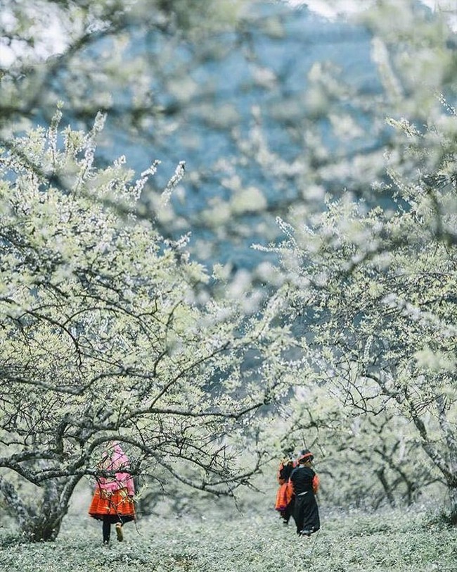 Mộc Châu đẹp bình yên sắc hoa mận dịp Tết Dương lịch