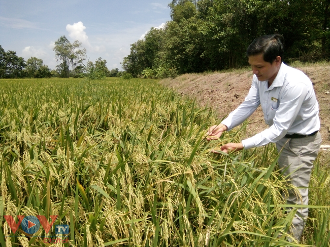 Tiền Giang: Mô hình sản xuất lúa ứng dụng công nghệ cao lợi nhuận mỗi vụ gần 20 triệu đồng/ha - Ảnh 2.