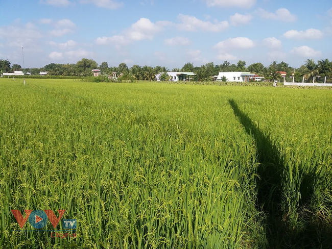 Tiền Giang: Mô hình sản xuất lúa ứng dụng công nghệ cao lợi nhuận mỗi vụ gần 20 triệu đồng/ha - Ảnh 1.