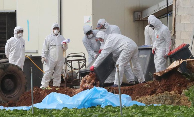 Hàn Quốc phát hiện thêm ổ dịch cúm gia cầm H5N8 - Ảnh 1.