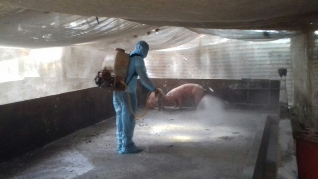Sóc Trăng tiêu hủy đàn lợn nhiễm bệnh dịch tả lợn châu Phi, tổng trọng lượng hơn 1,2 tấn - Ảnh 1.