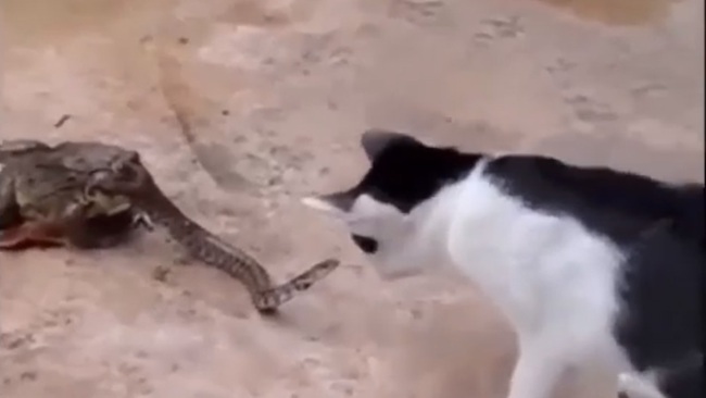 Quyết tâm phản đòn mèo dù rắn vẫn đang bị ếch nuốt sống - Ảnh 1.