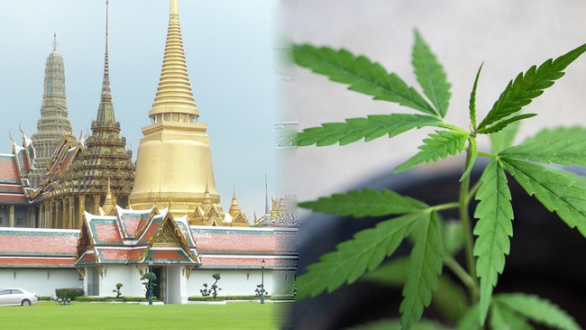 Thái Lan chuẩn bị cho “du lịch cần sa” - Ảnh 1.