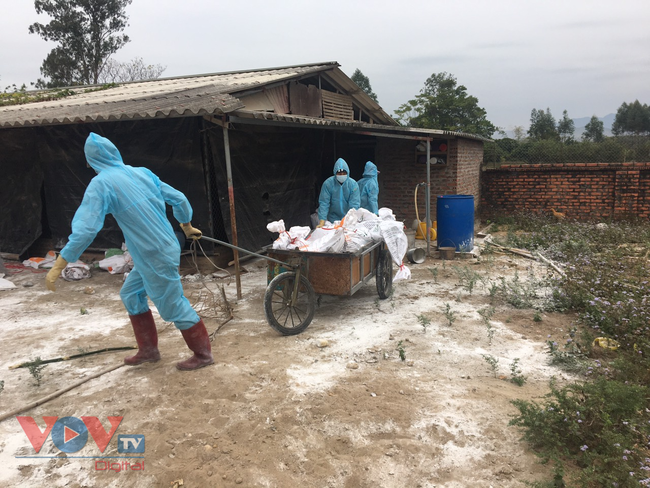 Quảng Ninh xuất hiện ổ dịch cúm gia cầm H5N6 - Ảnh 1.