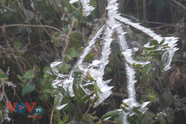 Các huyện vùng cao Yên Bái ứng phó với băng giá, rét hại - Ảnh 3.