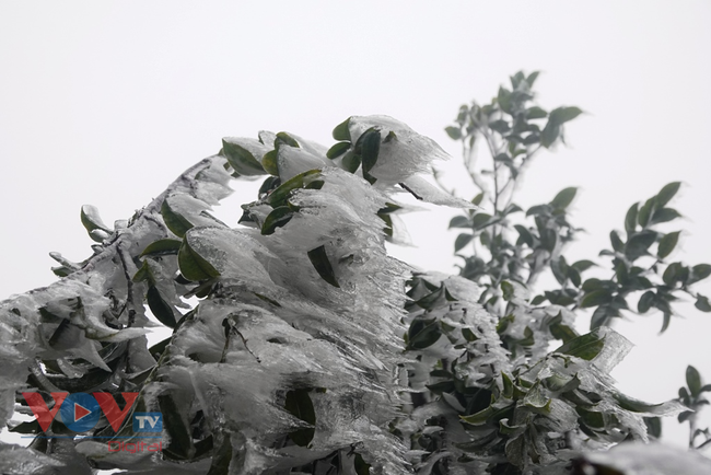 Các huyện vùng cao Yên Bái ứng phó với băng giá, rét hại - Ảnh 2.