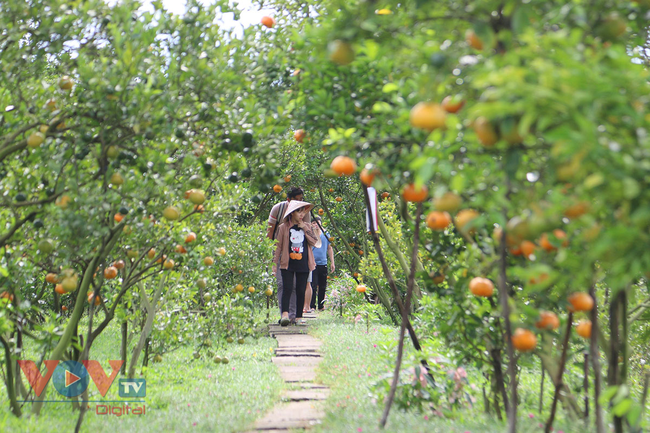 Tết cùng chụp ảnh vườn quýt hồng Lai Vung và làng hoa Sa Đéc ở tỉnh Đồng Tháp - Ảnh 3.