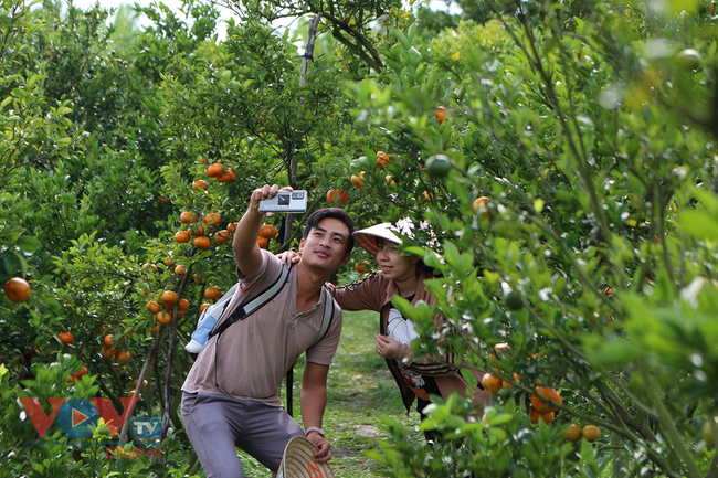 Tết cùng chụp ảnh vườn quýt hồng Lai Vung và làng hoa Sa Đéc ở tỉnh Đồng Tháp - Ảnh 12.