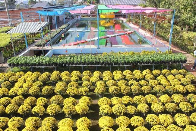 Tết cùng chụp ảnh vườn quýt hồng Lai Vung và làng hoa Sa Đéc ở tỉnh Đồng Tháp - Ảnh 15.