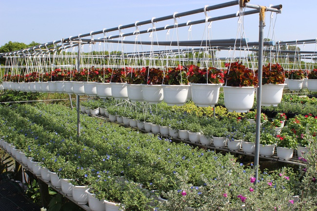 Làng hoa Sa Đéc đưa ra thị trường hơn 3 triệu giỏ hoa các loại dịp Tết - Ảnh 3.