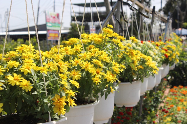 Làng hoa Sa Đéc đưa ra thị trường hơn 3 triệu giỏ hoa các loại dịp Tết - Ảnh 5.