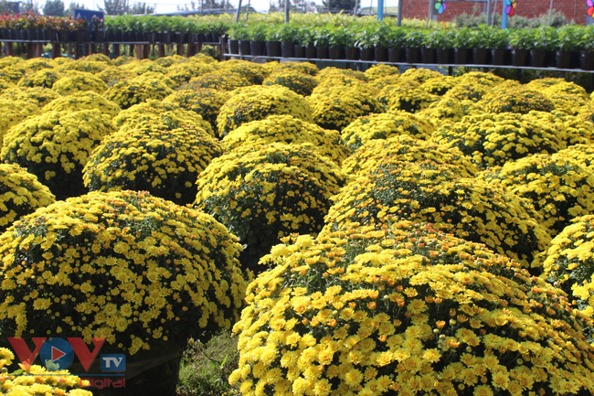 Làng hoa Sa Đéc đưa ra thị trường hơn 3 triệu giỏ hoa các loại dịp Tết - Ảnh 2.
