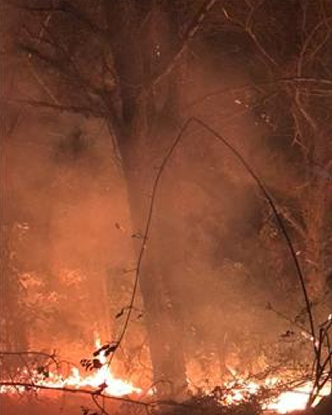 Cháy lớn khu rừng trồng ở Hà Nội - Ảnh 1.