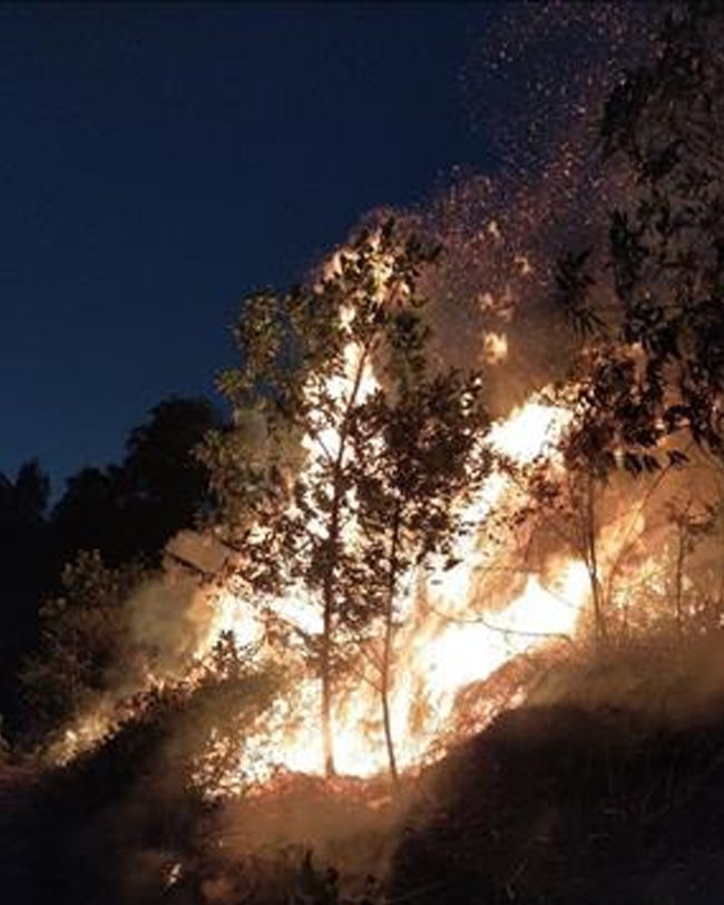 Cháy lớn khu rừng trồng ở Hà Nội - Ảnh 2.