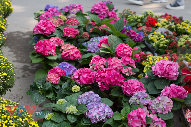 Rực rỡ sắc màu chợ hoa những ngày cận Tết - Ảnh 20.