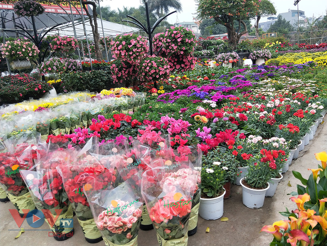 Rực rỡ sắc màu chợ hoa những ngày cận Tết - Ảnh 24.