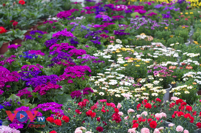 Rực rỡ sắc màu chợ hoa những ngày cận Tết - Ảnh 29.