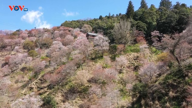 Những Nét Đẹp Vùng Kansai Nhật Bản: Núi Yoshino - Ảnh 5.