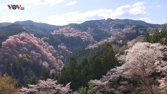 Những Nét Đẹp Vùng Kansai Nhật Bản: Núi Yoshino - Ảnh 2.