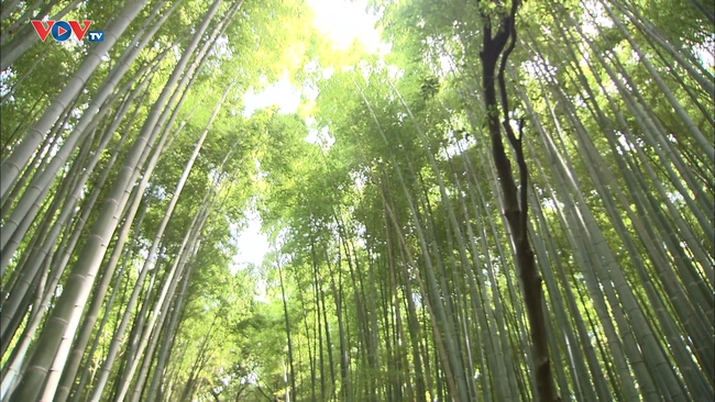 Những Nét Đẹp Vùng Kansai Nhật Bản: Arashiyama - Ảnh 5.