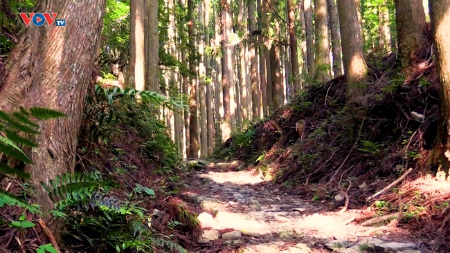 Những Nét Đẹp Vùng Kansai Nhật Bản: Con đường hành hương Kumano Kodo - Ảnh 1.