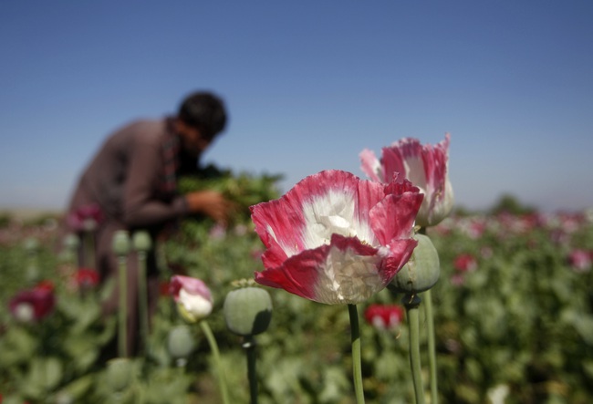 ‘Vựa thuốc phiện’ Afghanistan và nguy cơ khủng bố ma túy   - Ảnh 1.