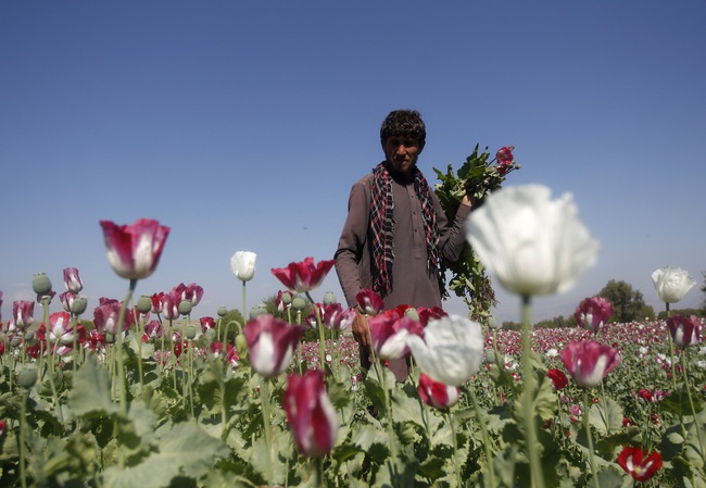 ‘Vựa thuốc phiện’ Afghanistan và nguy cơ khủng bố ma túy   - Ảnh 2.