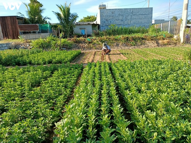 Nông dân trồng hoa, rau màu ở Ninh Thuận thấp thỏm lo 'đói' vụ Tết - Ảnh 2.