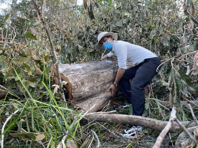 Đắk Lắk: Liên tiếp phát hiện nhiều vụ phá rừng sau Tết Tân Sửu 2021 - Ảnh 2.