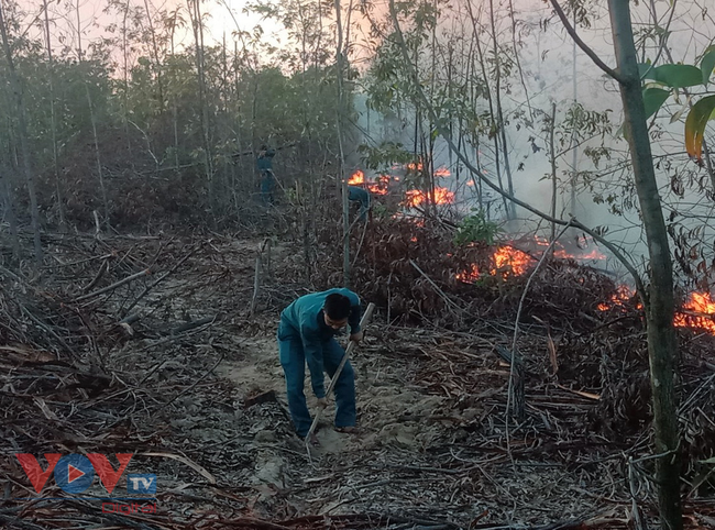 Hơn 100 người dập tắt đám cháy rừng trồng ven biển Quảng Nam - Ảnh 1.