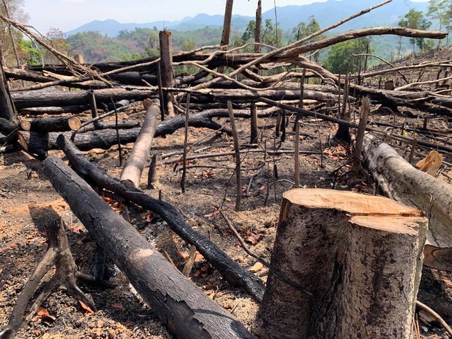 Đắk Lắk: Điều tra 2 vụ việc phá rừng rất nghiêm trọng - Ảnh 2.