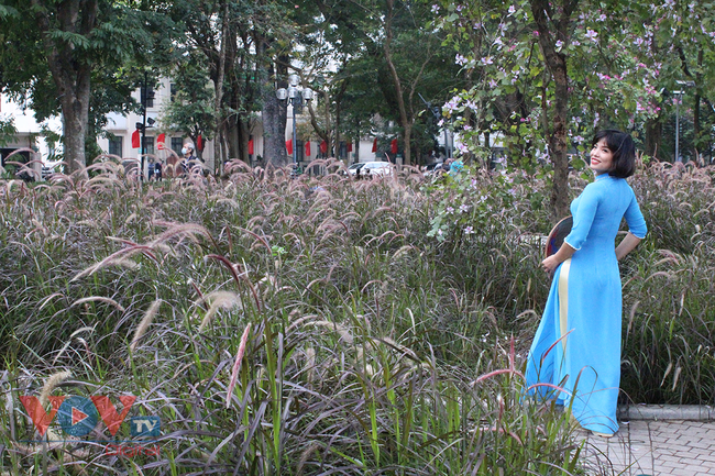 Người dân hào hứng 'check-in' tại vườn hoa cỏ lau tím bên hồ Hòa Kiếm - Ảnh 1.