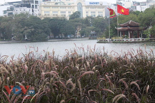 Người dân hào hứng 'check-in' tại vườn hoa cỏ lau tím bên hồ Hòa Kiếm - Ảnh 4.