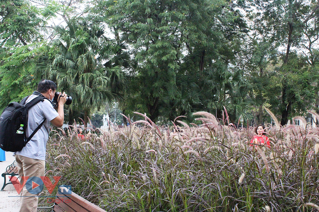 Người dân hào hứng 'check-in' tại vườn hoa cỏ lau tím bên hồ Hòa Kiếm - Ảnh 9.