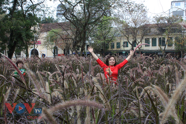 Người dân hào hứng 'check-in' tại vườn hoa cỏ lau tím bên hồ Hòa Kiếm - Ảnh 11.
